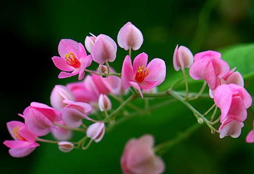 Cây hoa tigon - Cây Cảnh Xã Hải Sơn