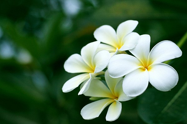 Cây hoa đại - Cây Cảnh Xã Hải Sơn