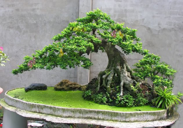 Phương pháp tạo kiểng bonsai từ hột