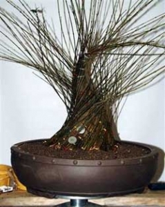 Cách tạo cây bonsai có gốc to