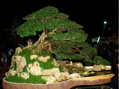 Cách chăm sóc bonsai