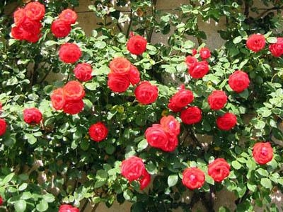 Kỹ thuật trồng chăm sóc hoa hồng