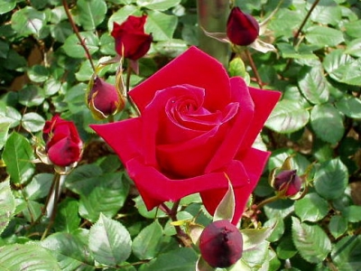 Cách nhân giống cây hoa hồng