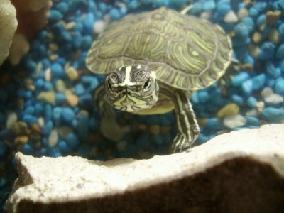 Hướng dẫn nuôi và chăm sóc rùa