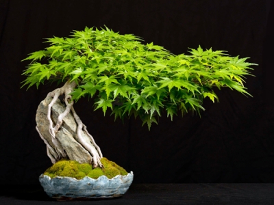 Những quy tắc căn bản trong nghệ thuật bonsai