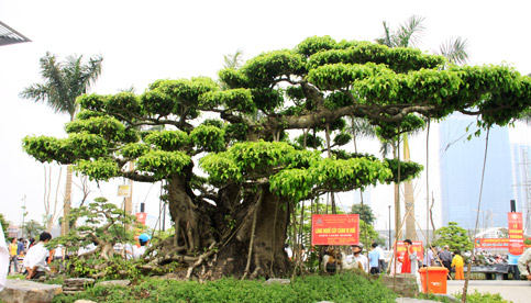 8 cây cảnh Việt Nam giá triệu đô