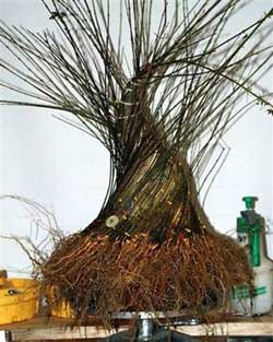 Cách tạo cây bonsai có gốc to