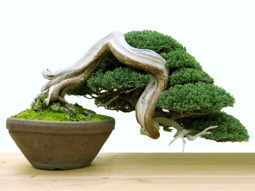 Kết hợp hài hòa về dáng cây cảnh, bonsai và chậu cảnh