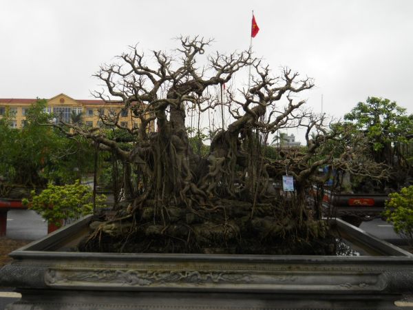 Hội chợ cây cảnh Xuân Trường - Nam Định