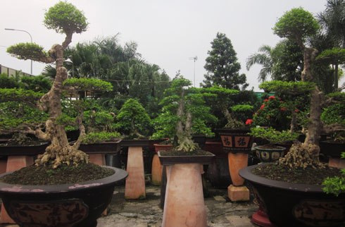 Những cây kiểng bạc tỷ ở Sài Gòn