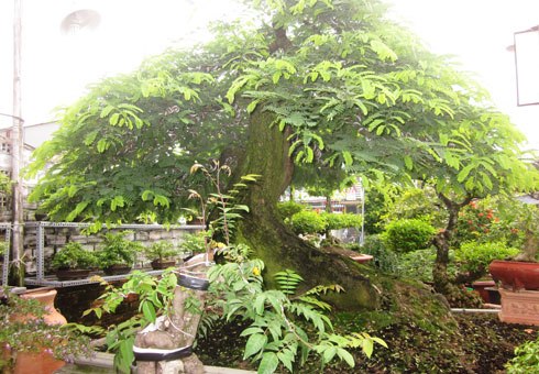 Những cây kiểng bạc tỷ ở Sài Gòn
