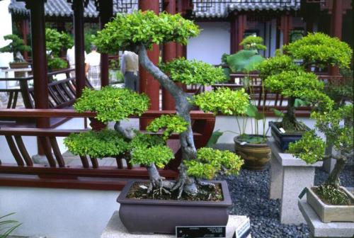 Chăm sóc bonsai trong nhà