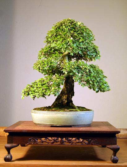 Cách chăm sóc bonsai