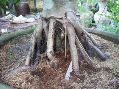 Kỹ thuật chẻ tạo cây cảnh có bộ rễ đều