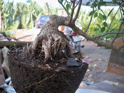 Kỹ thuật chẻ tạo cây cảnh có bộ rễ đều