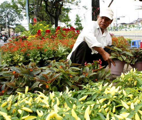 Nét xuân chợ hoa trên bến sông Sài Gòn
