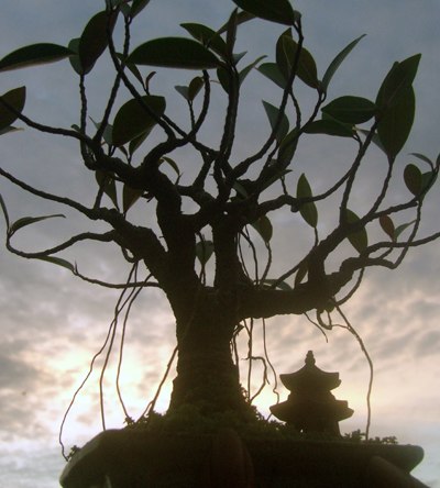 Kiểng 'độc' từ bonsai tượng hình - Phần 2