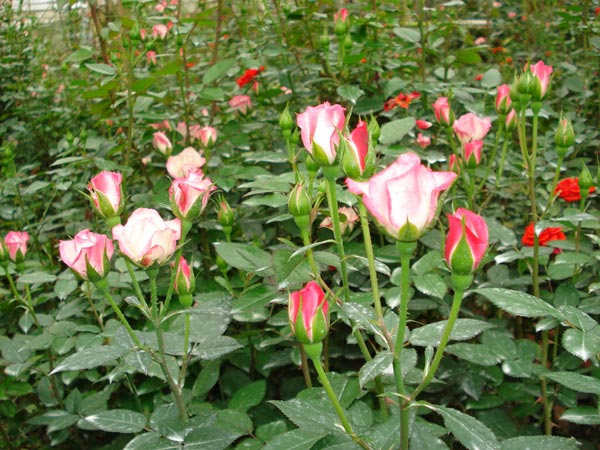 Kỹ thuật trồng chăm sóc hoa hồng