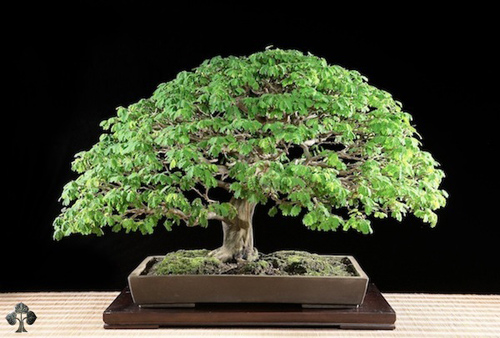 Chiêm ngưỡng mẫu bonsai đẹp nhất thế giới