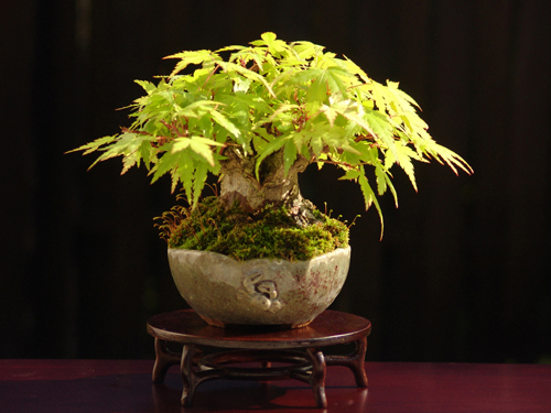 Những quy tắc căn bản trong nghệ thuật bonsai