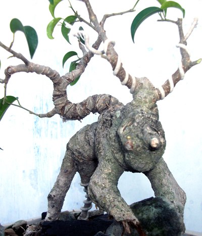 Kiểng 'độc' từ bonsai tượng hình - Phần 2