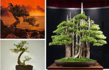 Những trường phái bonsai ấn tượng trên thế giới