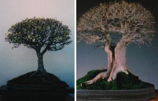 Những trường phái bonsai ấn tượng trên thế giới
